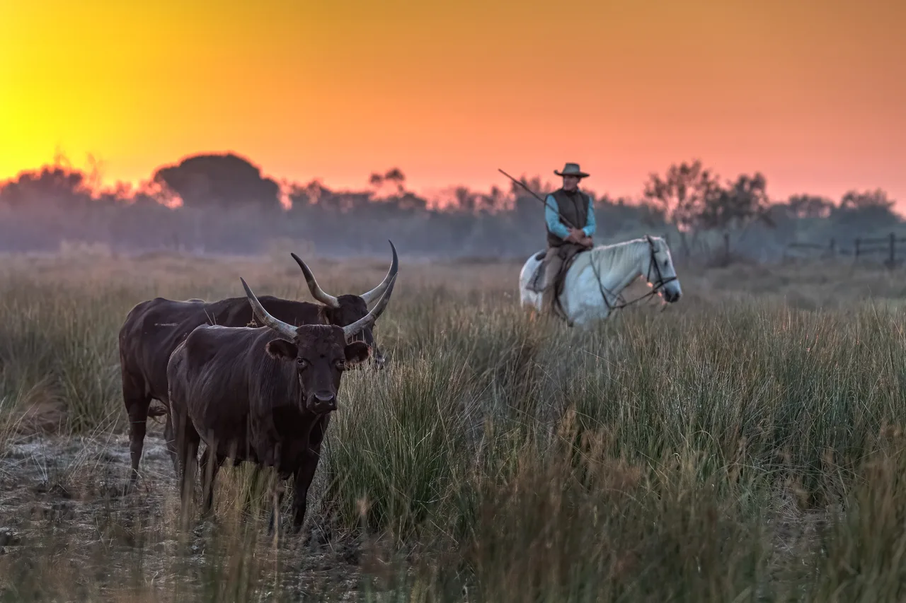 France 2023 - Camargue - Aigues-Mortes 1