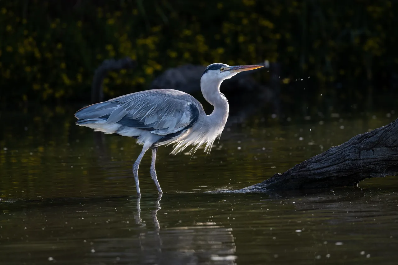 Grey heron in shallow water 1