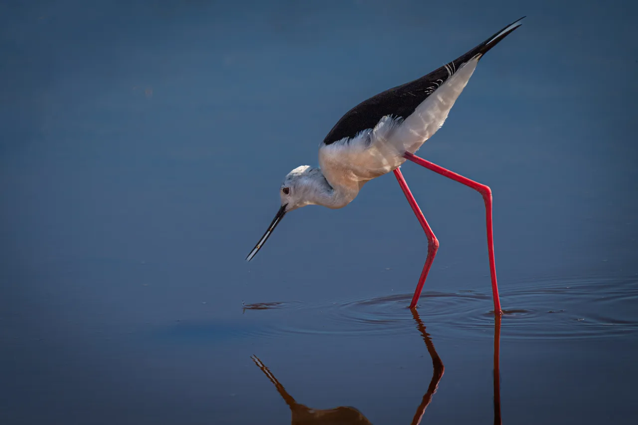 black-winged stilt 1