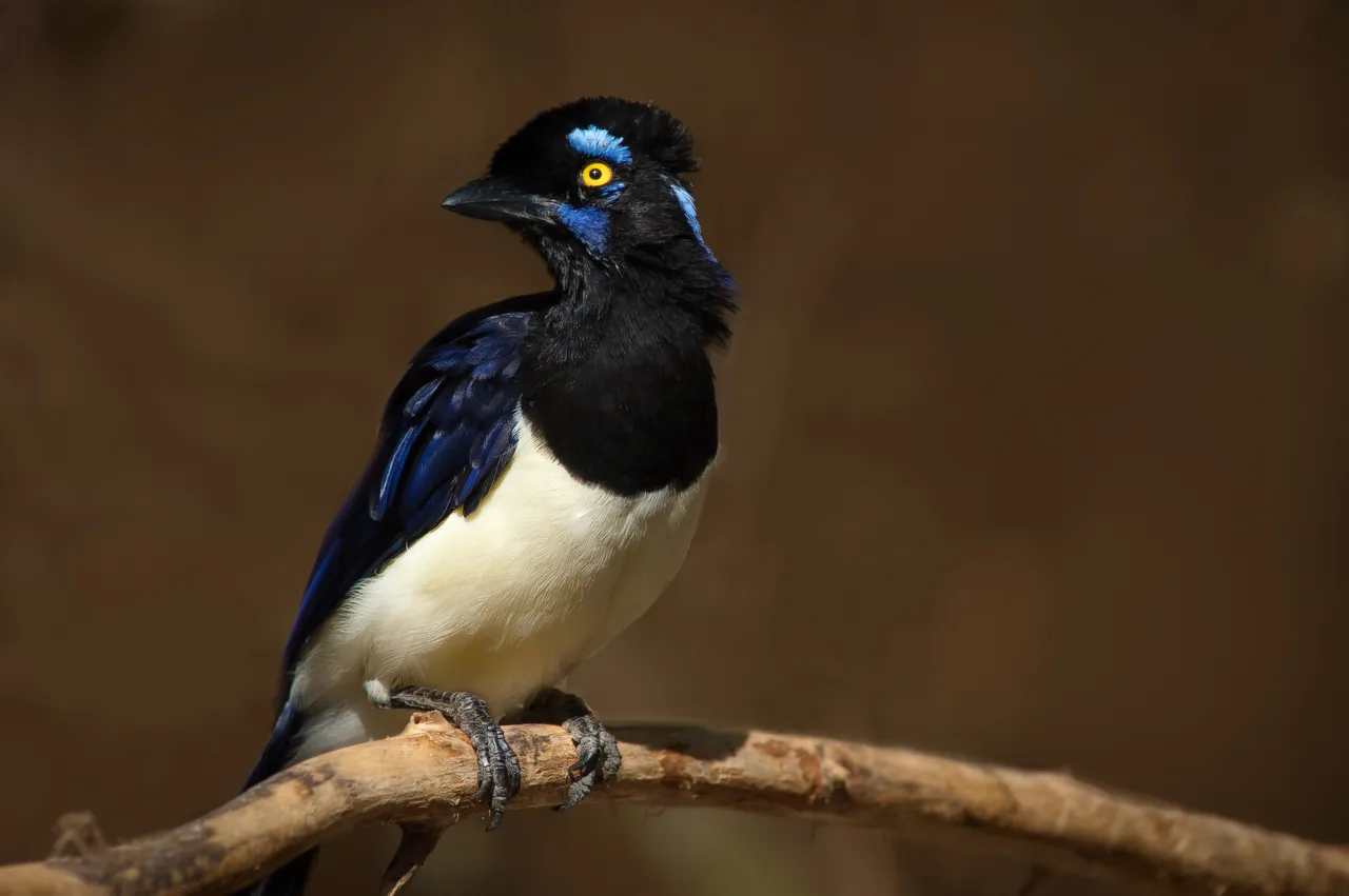 Plush-crested jay