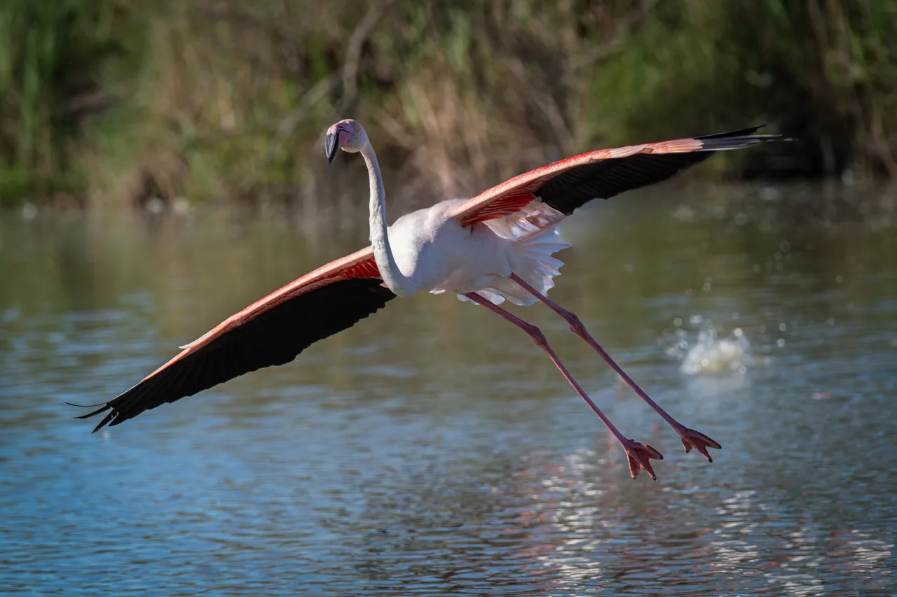 Greater Flamingo in flight 5