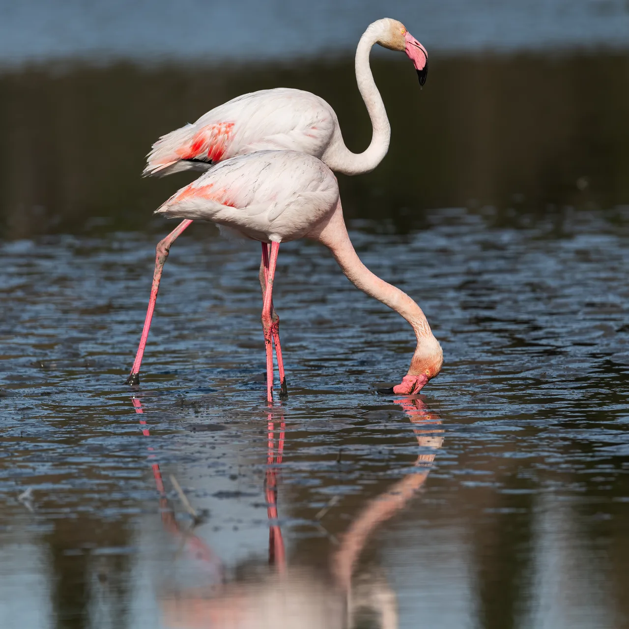 Greater Flamingo 3