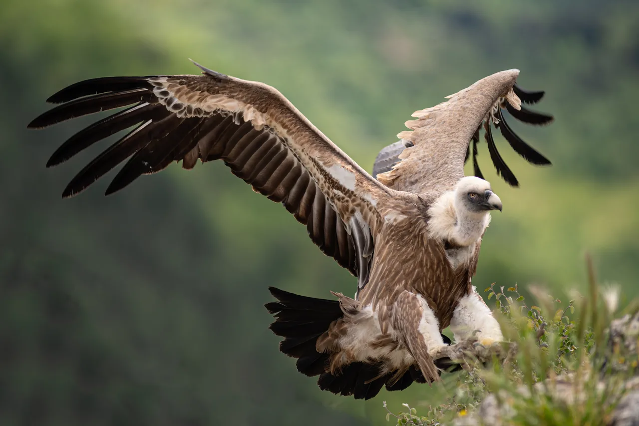 Eurasian griffon vulture 1