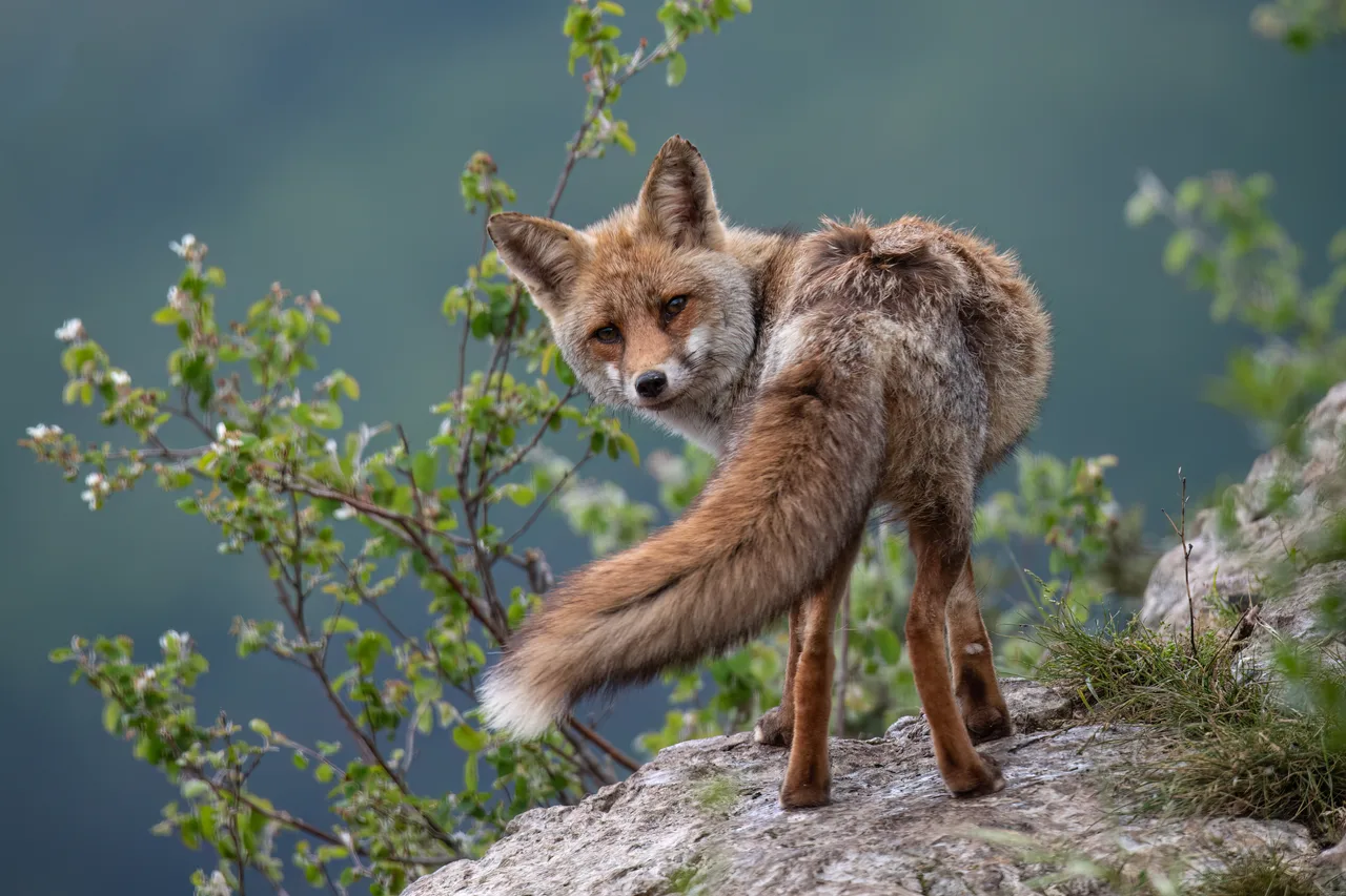 France 2023 - Pyrenees - Appearance of Fox 1