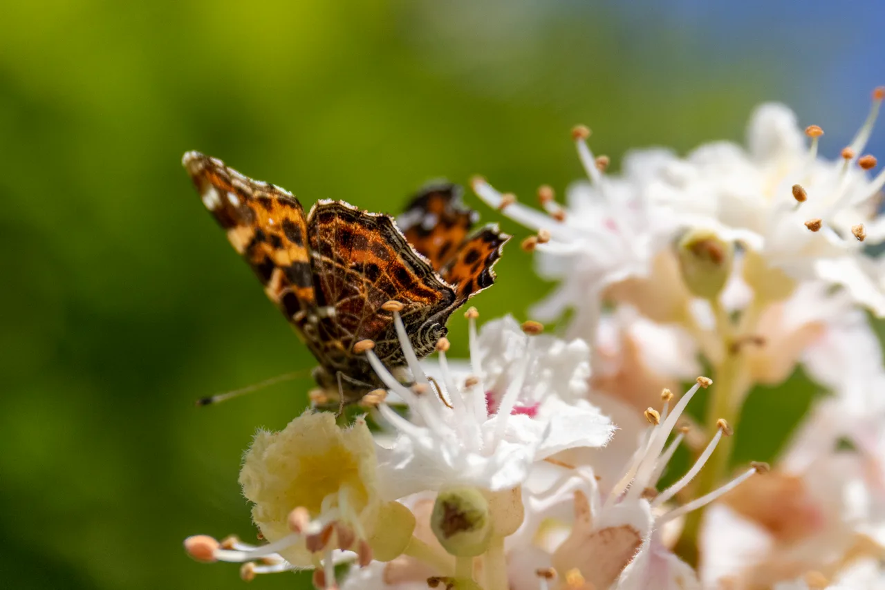 Vlinder op witte bloemen