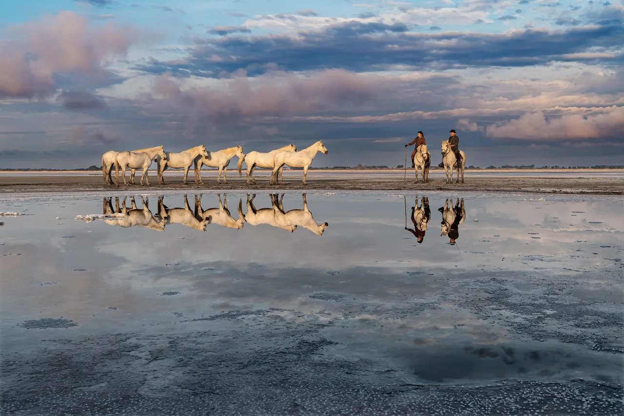 Pascal-Meerpoel-Camargue horses 4