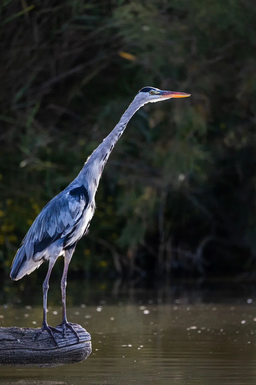 Grey heron in shallow water 2
