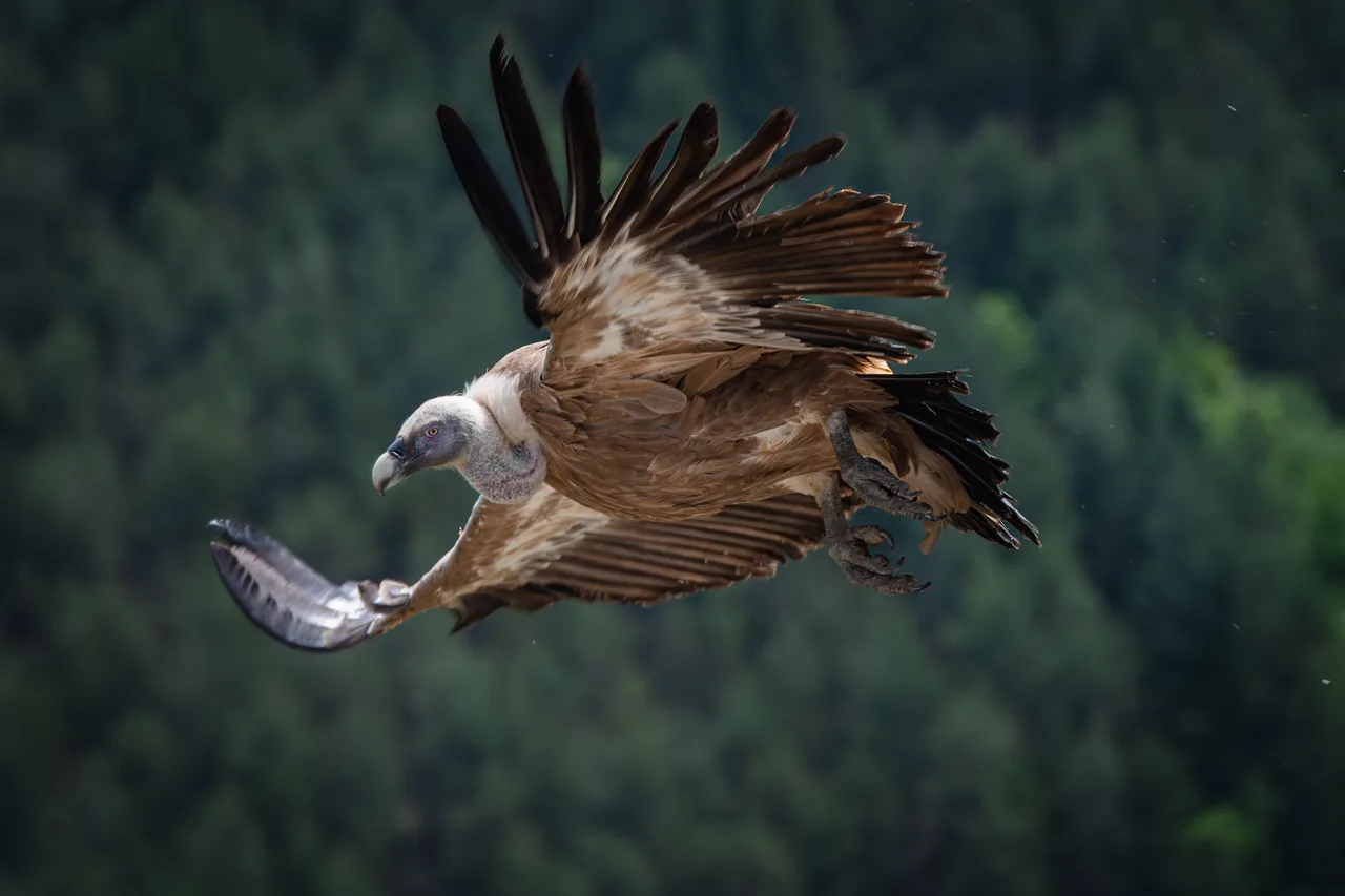Eurasian griffon vulture 5