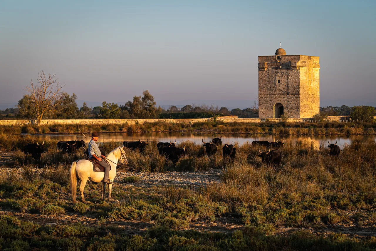 France 2023 - Camargue - Aigues-Mortes 5