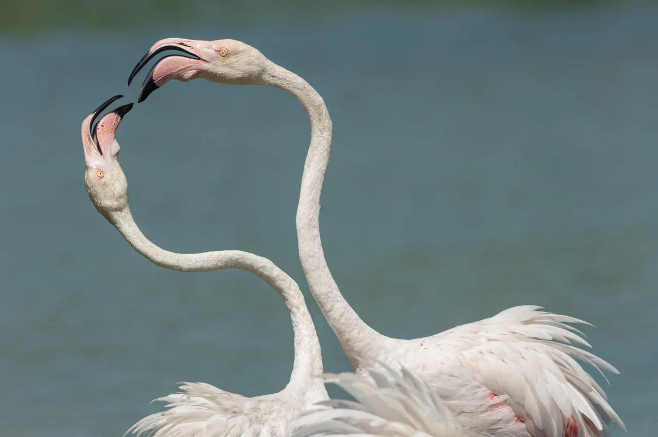 Greater Flamingo 1