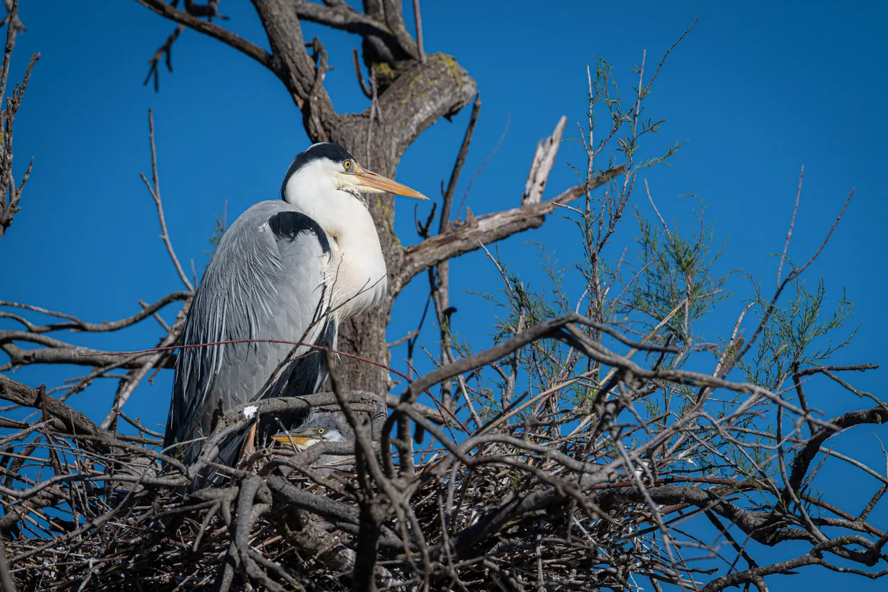 Grey heron standing in nest