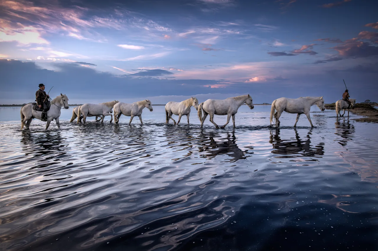 Pascal-Meerpoel-Camargue horses 1