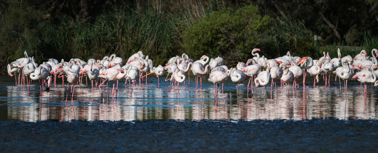A flock of greater flamingos