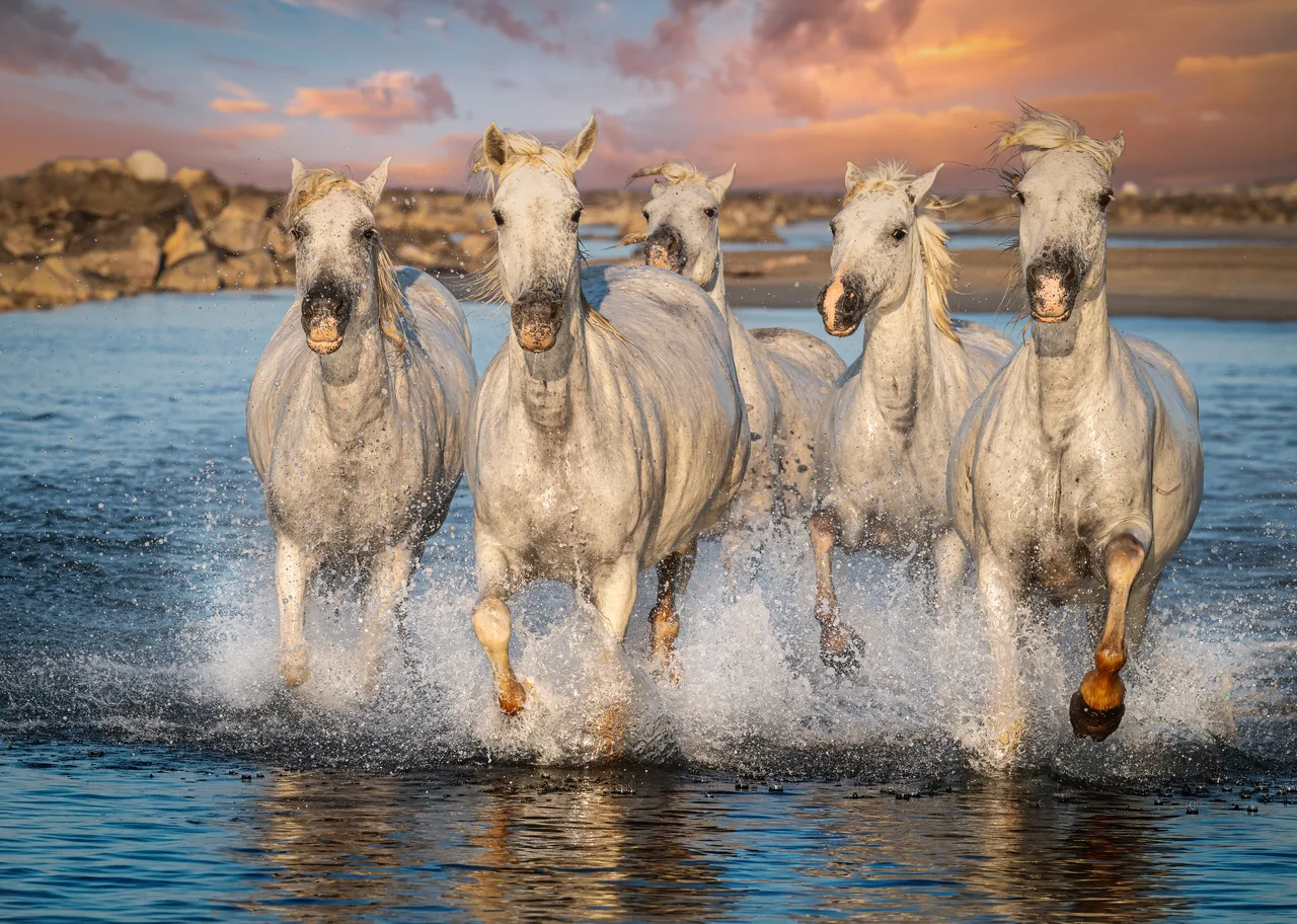 Pascal-Meerpoel-Camargue horses 7