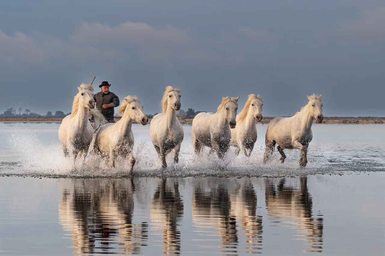 Pascal-Meerpoel-Camargue horses 5