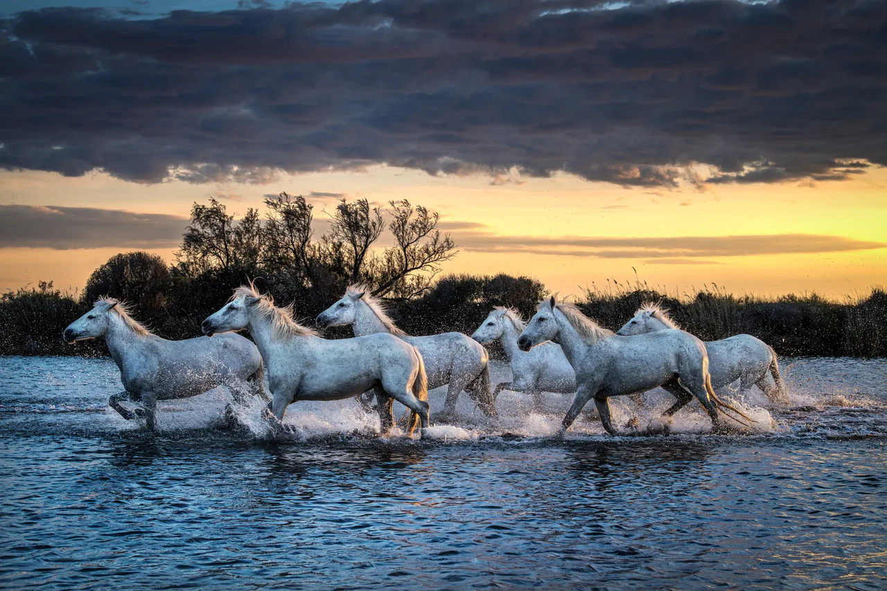 Pascal-Meerpoel-Camargue horses 10