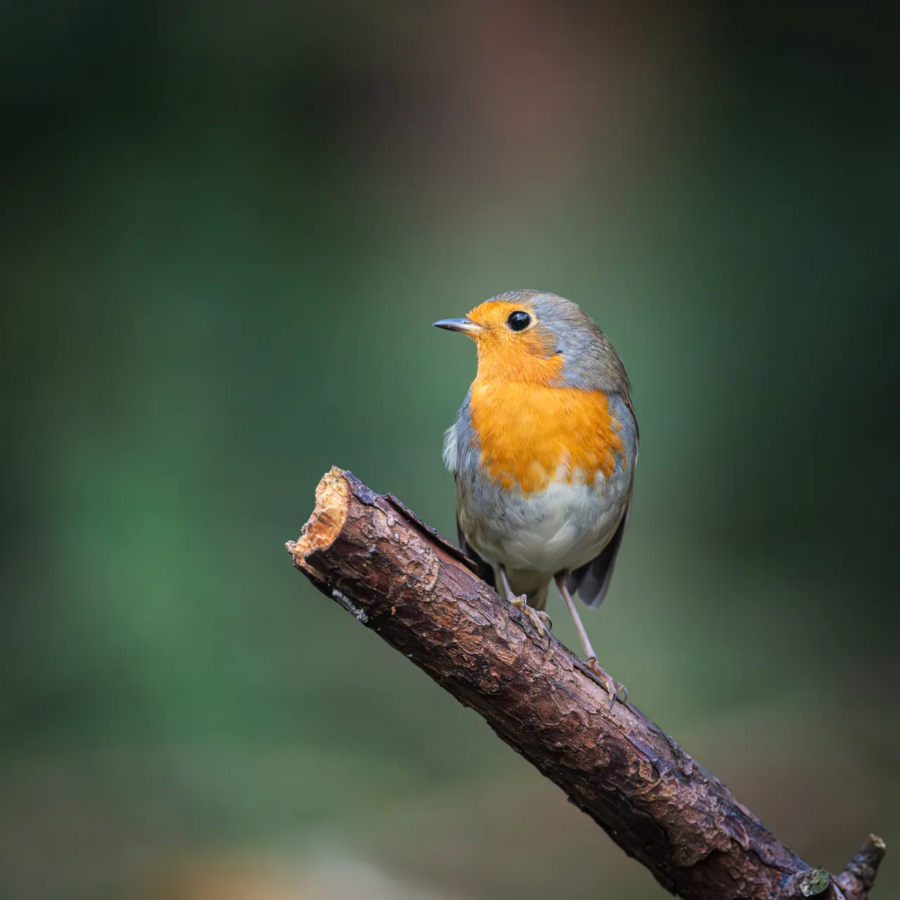 European Robin 1