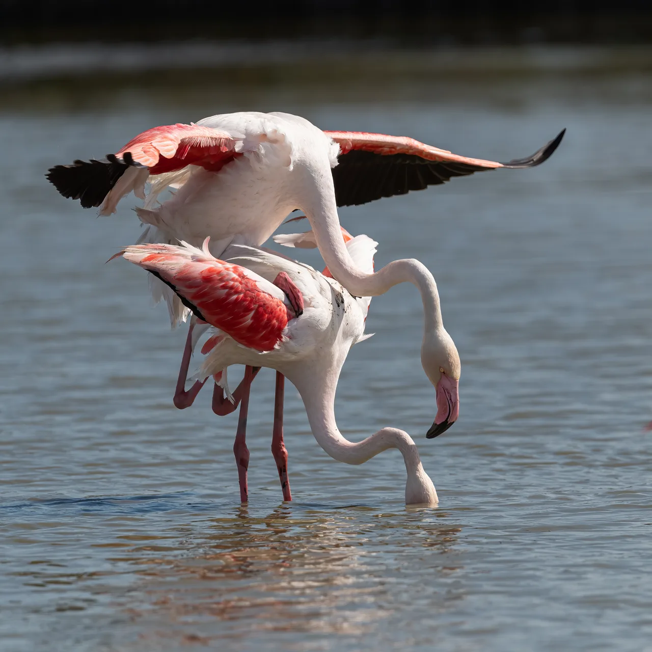 Greater Flamingos mating