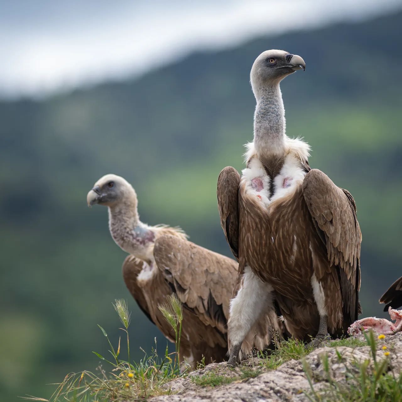 Eurasian griffon vulture 2
