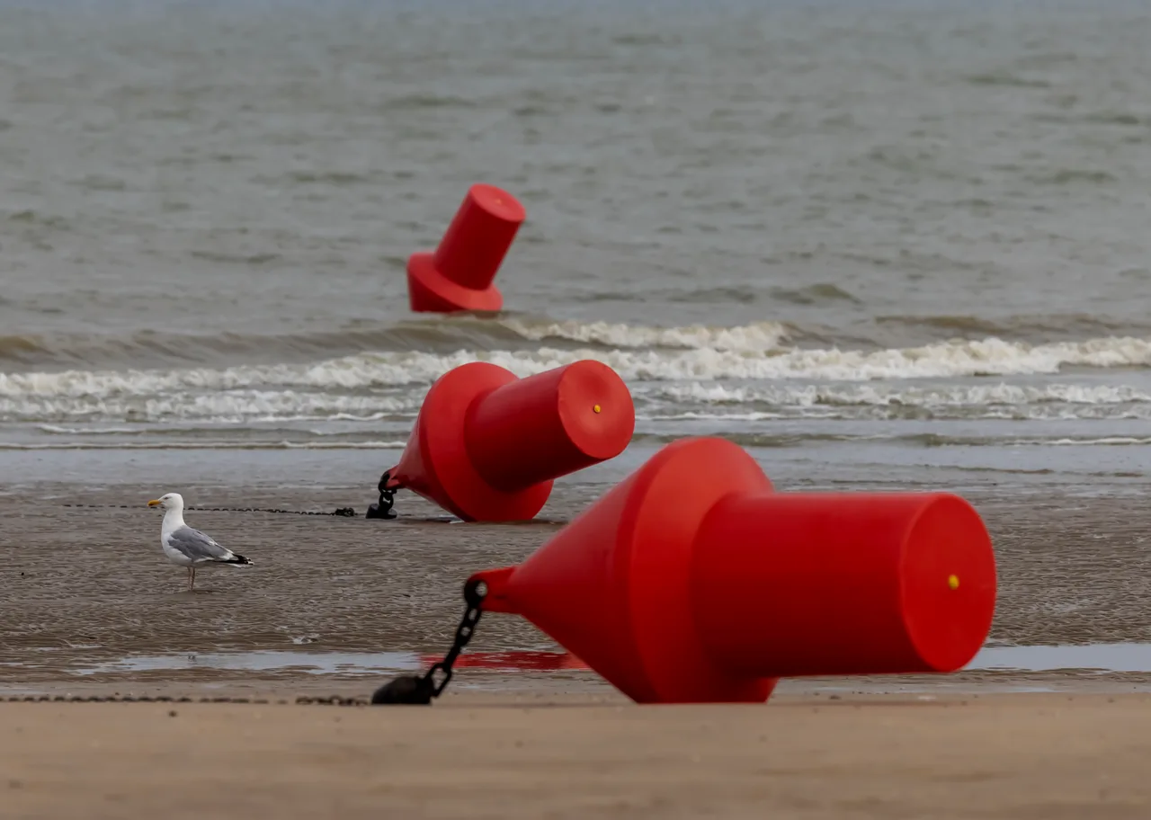 Seagull on the beach