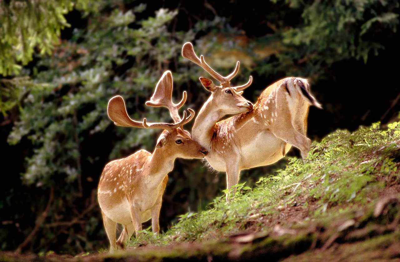 Deers