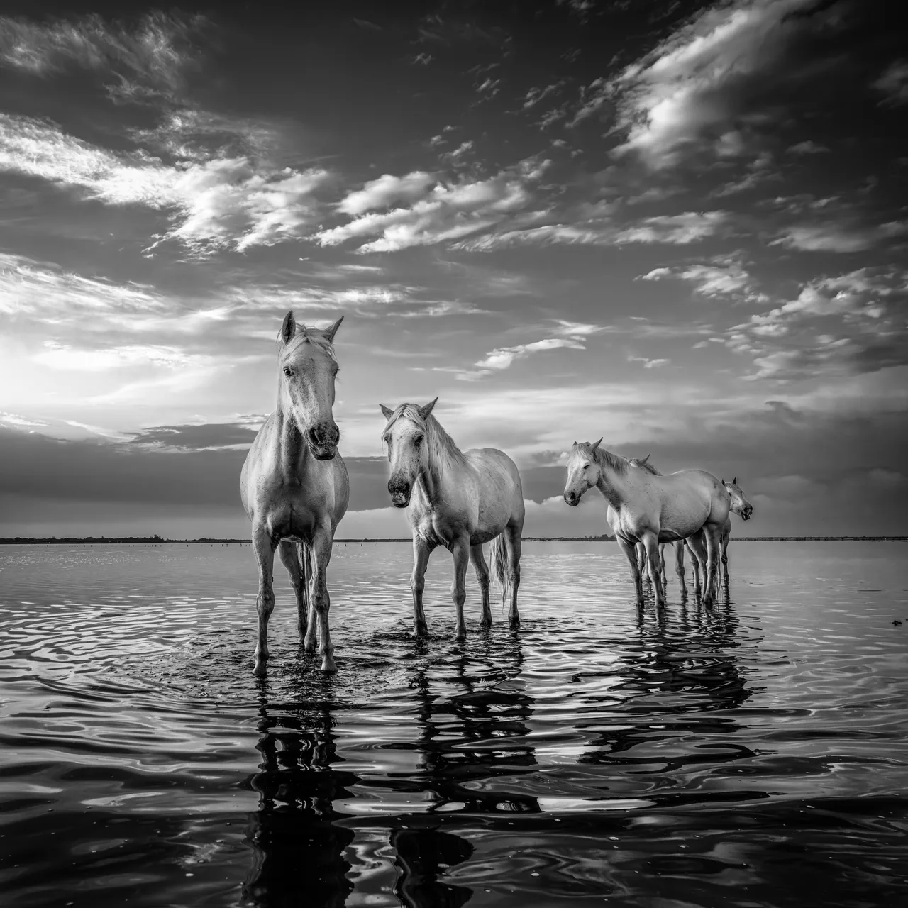 France 2023 - Camargue - Wild horses in the water 5