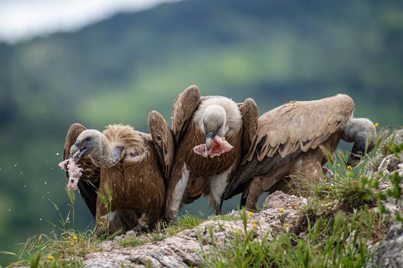 Eurasian griffon vulture 3