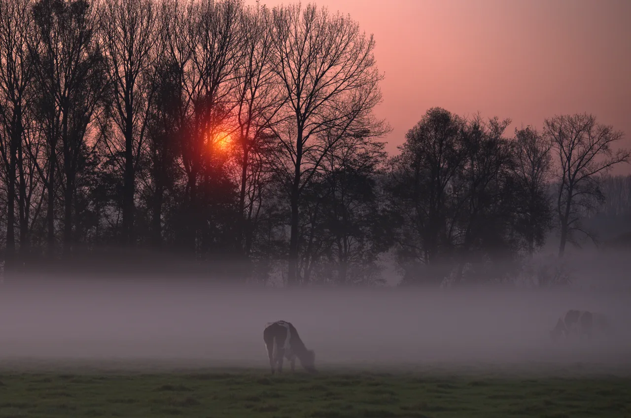 Koe in de mist