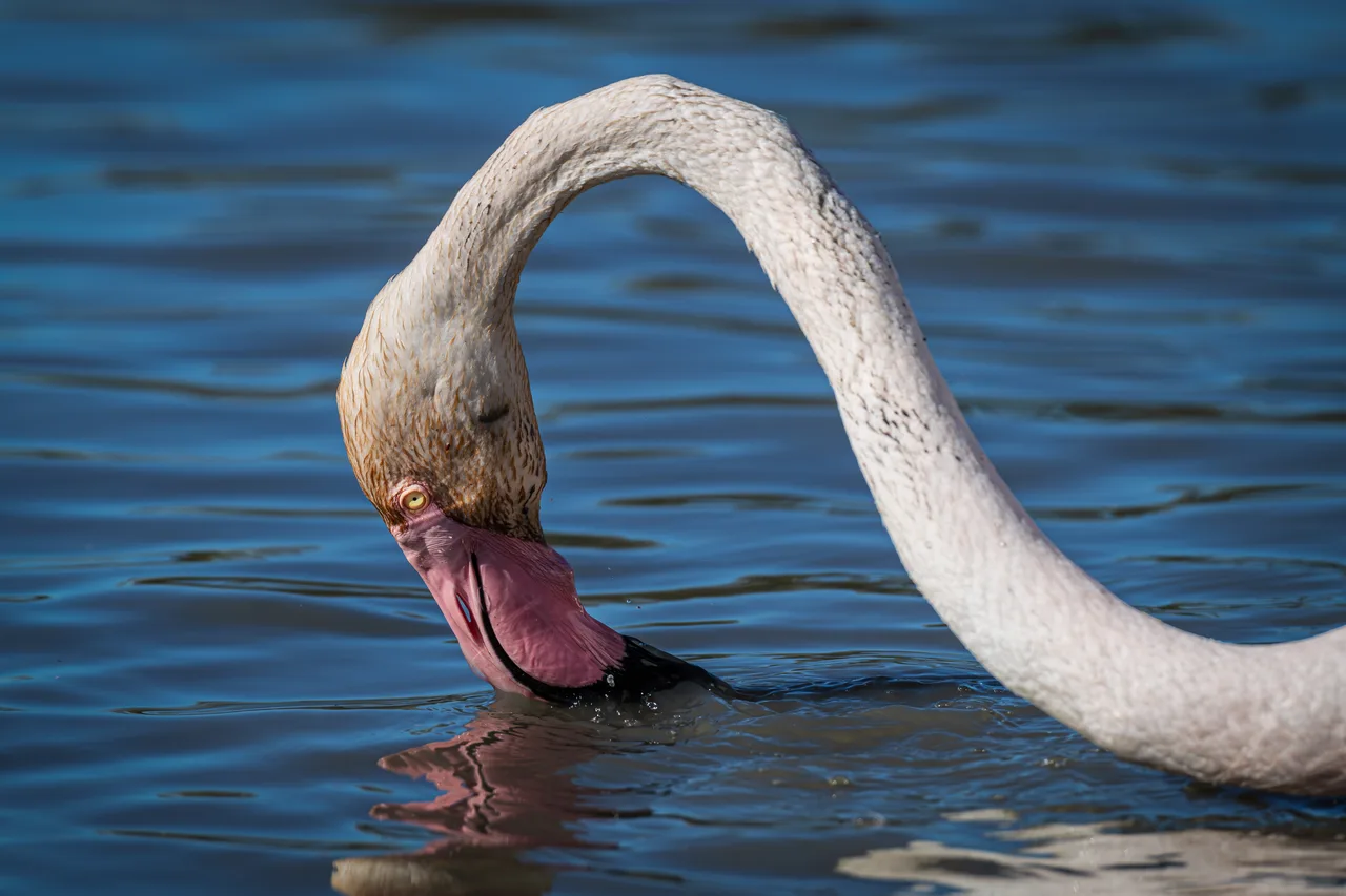 Greater Flamingo drinking