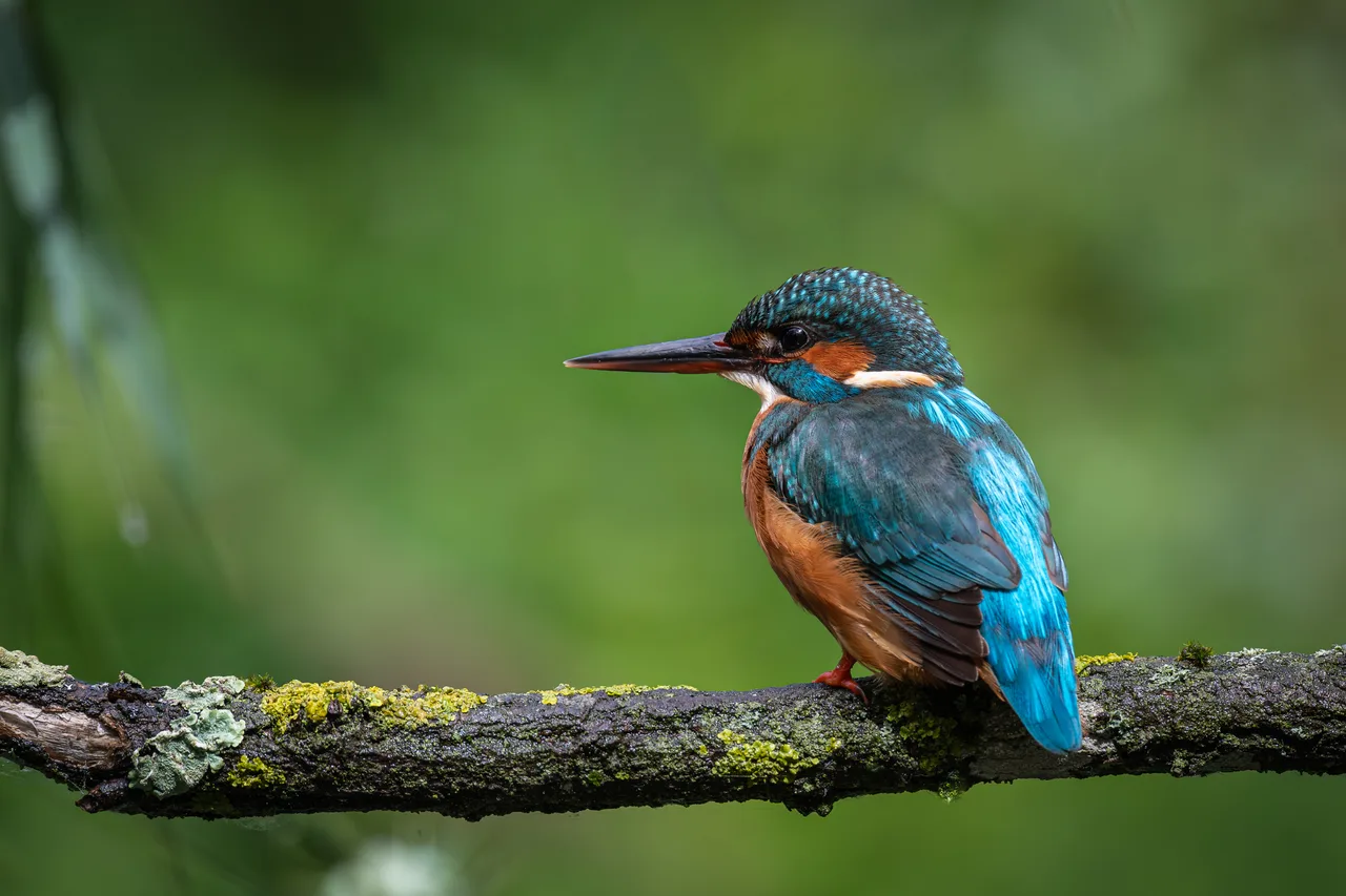 Common kingfisher 2