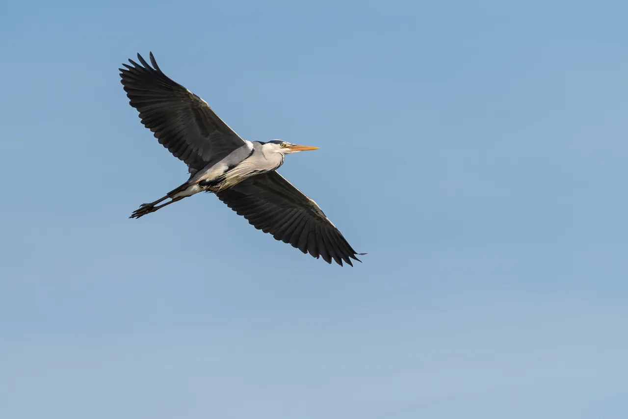 Grey heron in flight 1