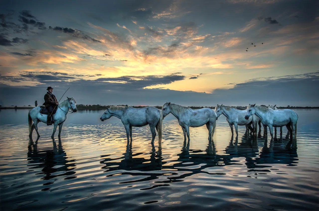 Pascal-Meerpoel-Camargue horses 3