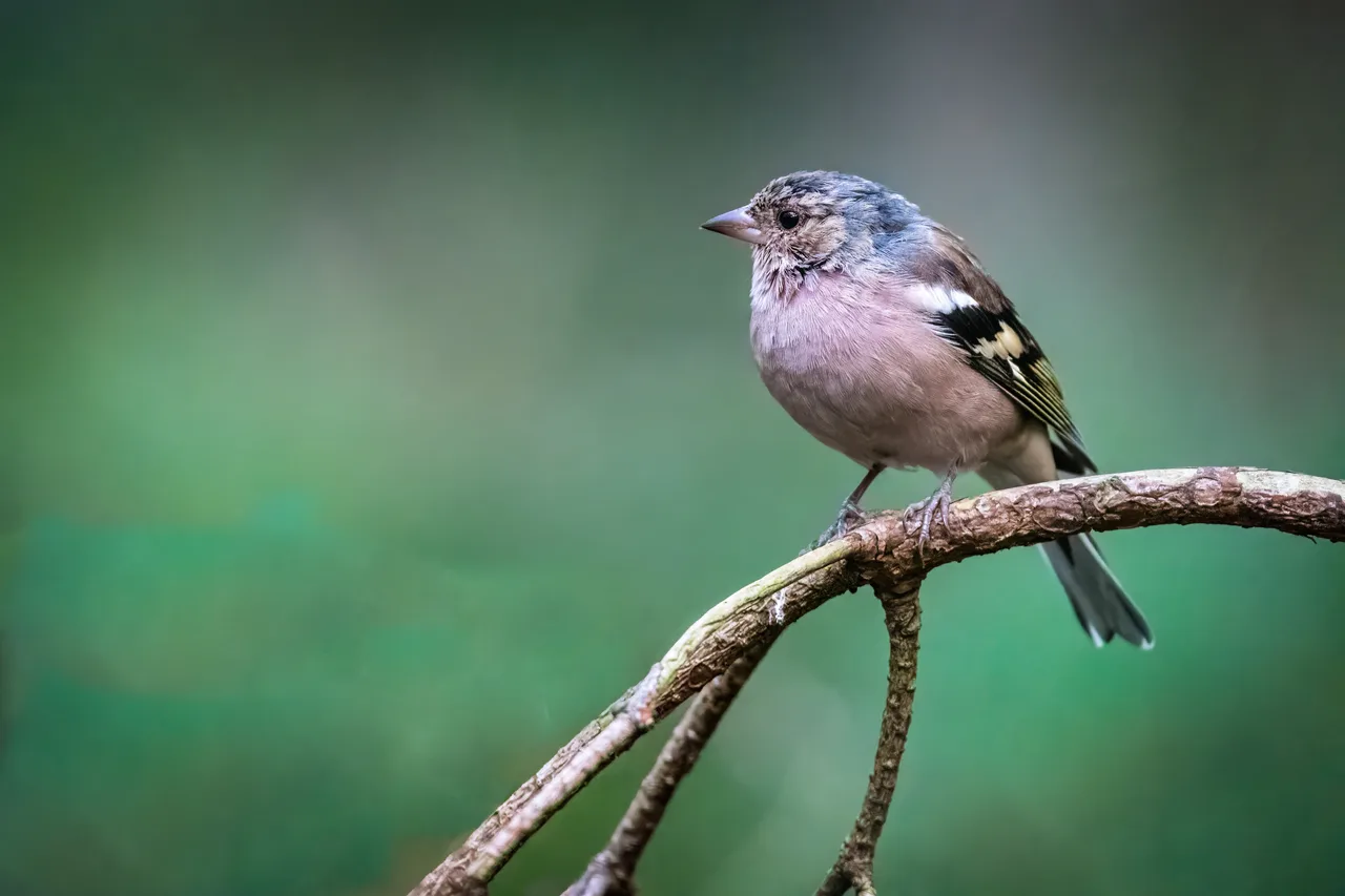Eurasian chaffinch 2
