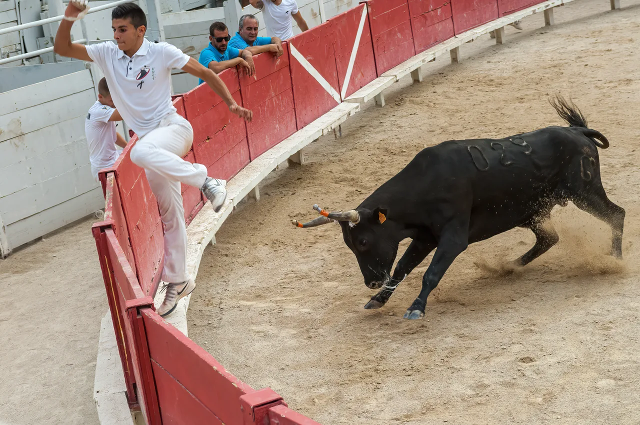 France 2015 - Arles - Course Camarguaise 2