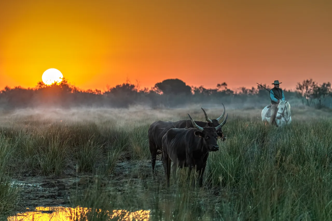 France 2023 - Camargue - Aigues-Mortes 2