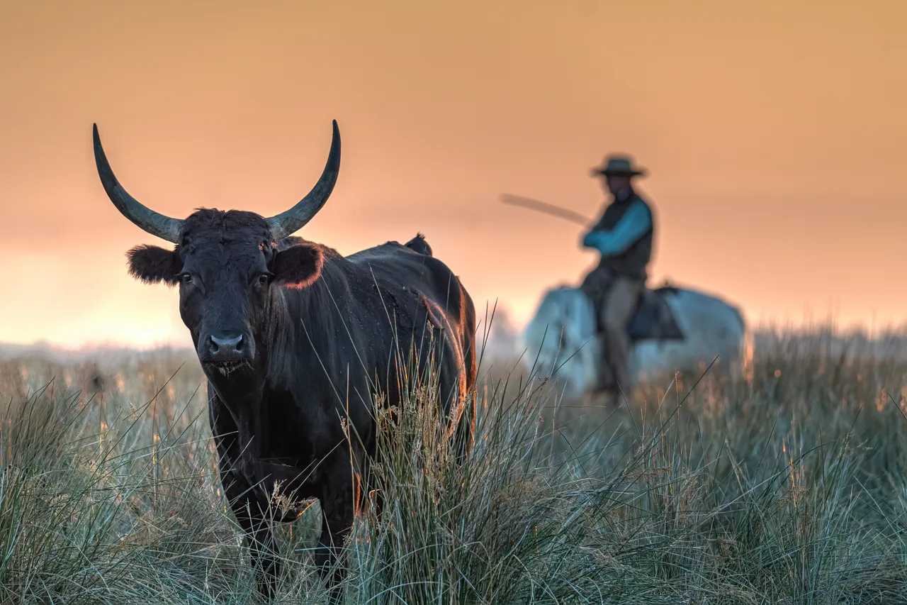 France 2023 - Camargue - Aigues-Mortes 3