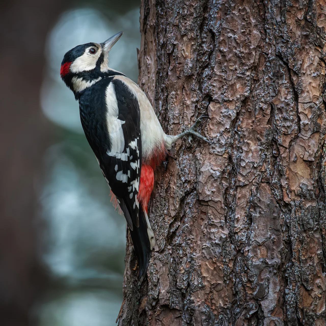 Great spotted woodpecker 1
