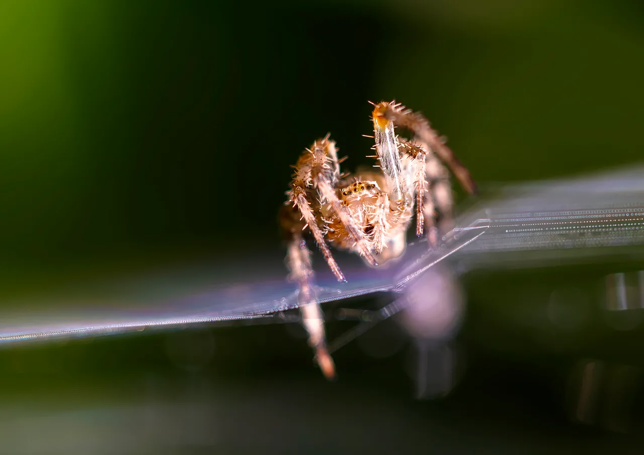 Spin in web