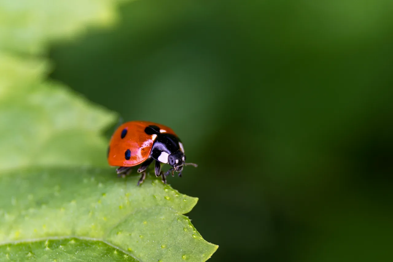 Lieveheersbeestje op blad