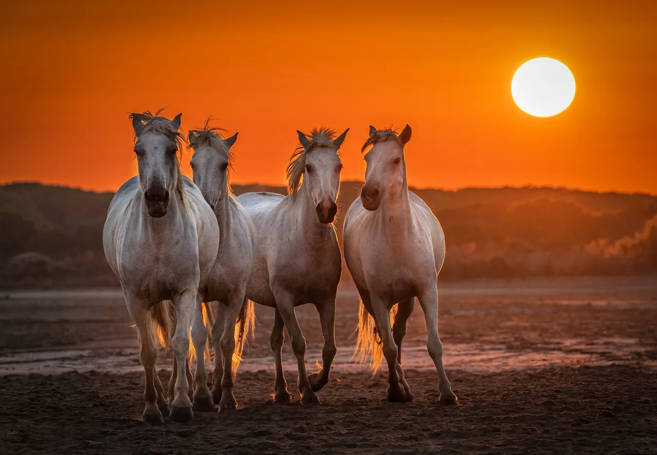 Pascal-Meerpoel-Camargue horses at sunrise