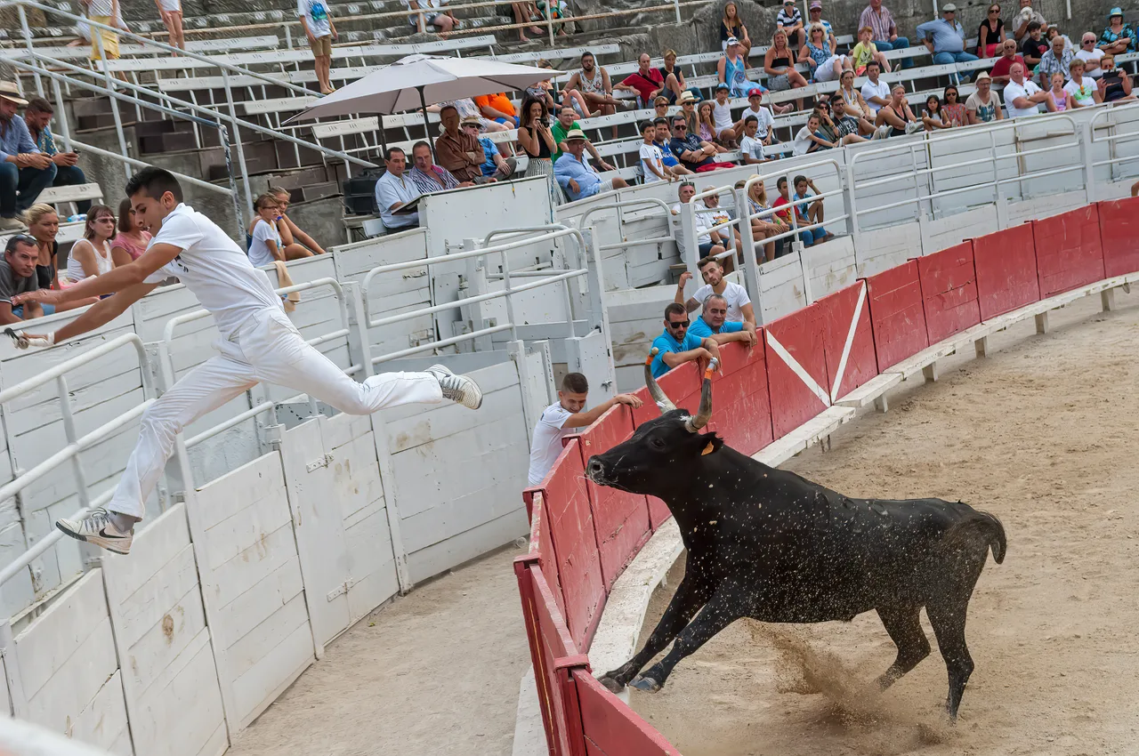 France 2015 - Arles - Course Camarguaise 1