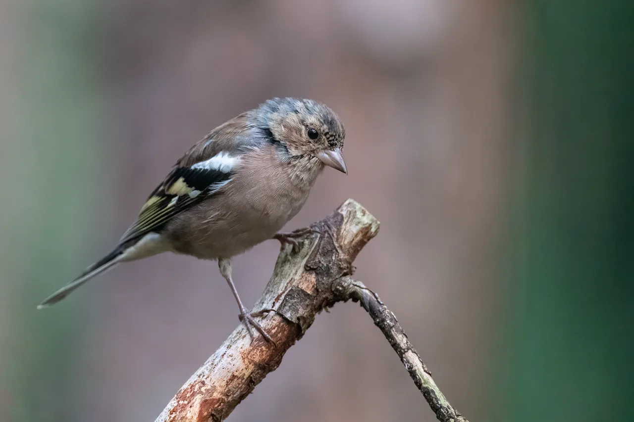 Eurasian chaffinch 1