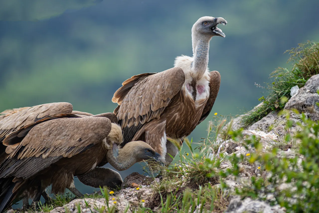 Eurasian griffon vulture 4