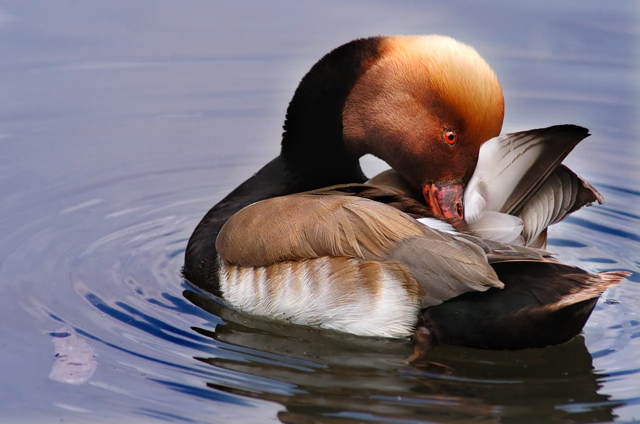 Red-crested pochard