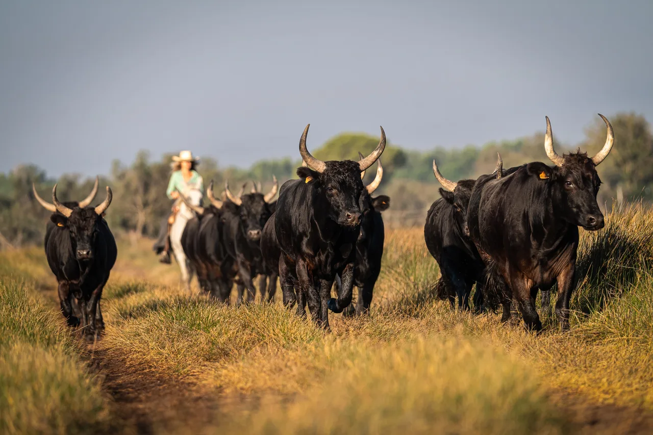 France 2023 - Camargue - Aigues-Mortes 6