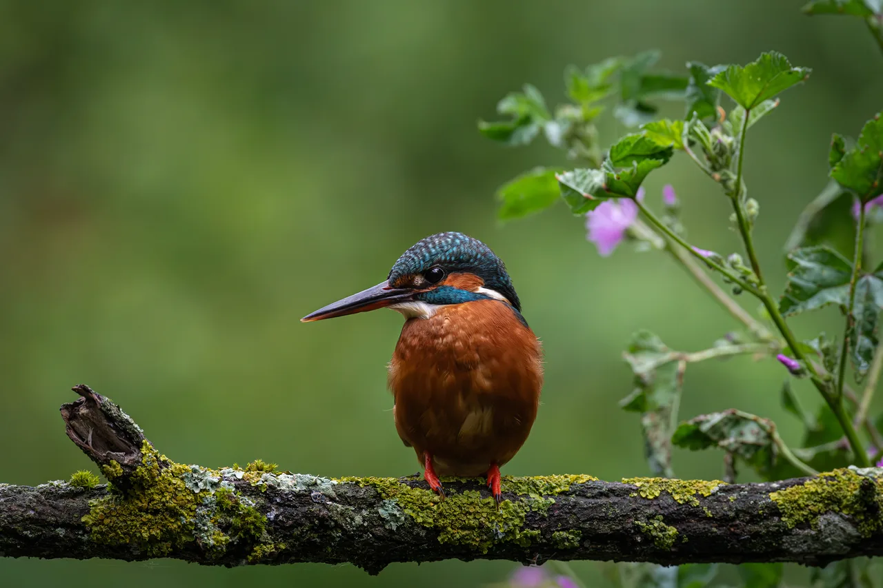 Common kingfisher 1