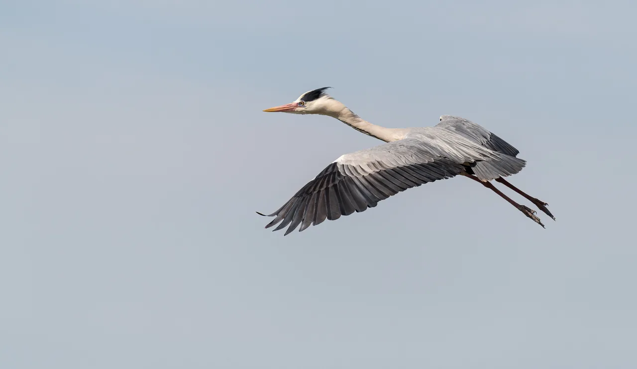 Grey heron in flight 2