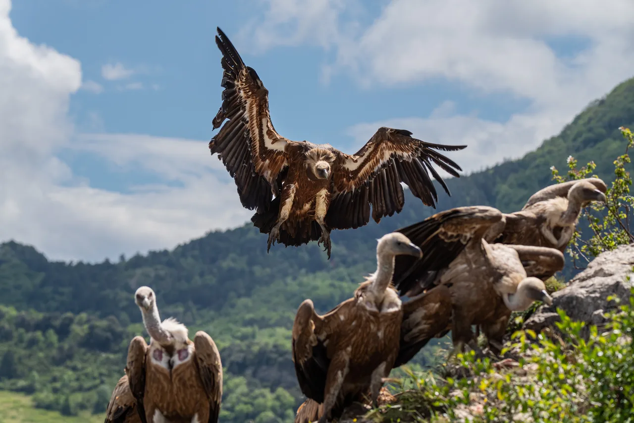 Eurasian griffon vulture 7