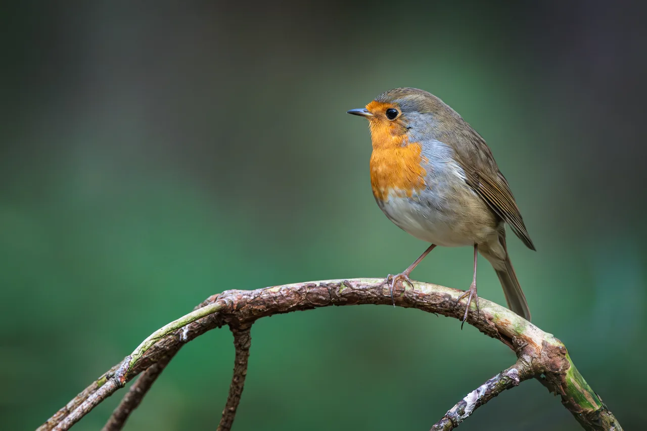European Robin 2