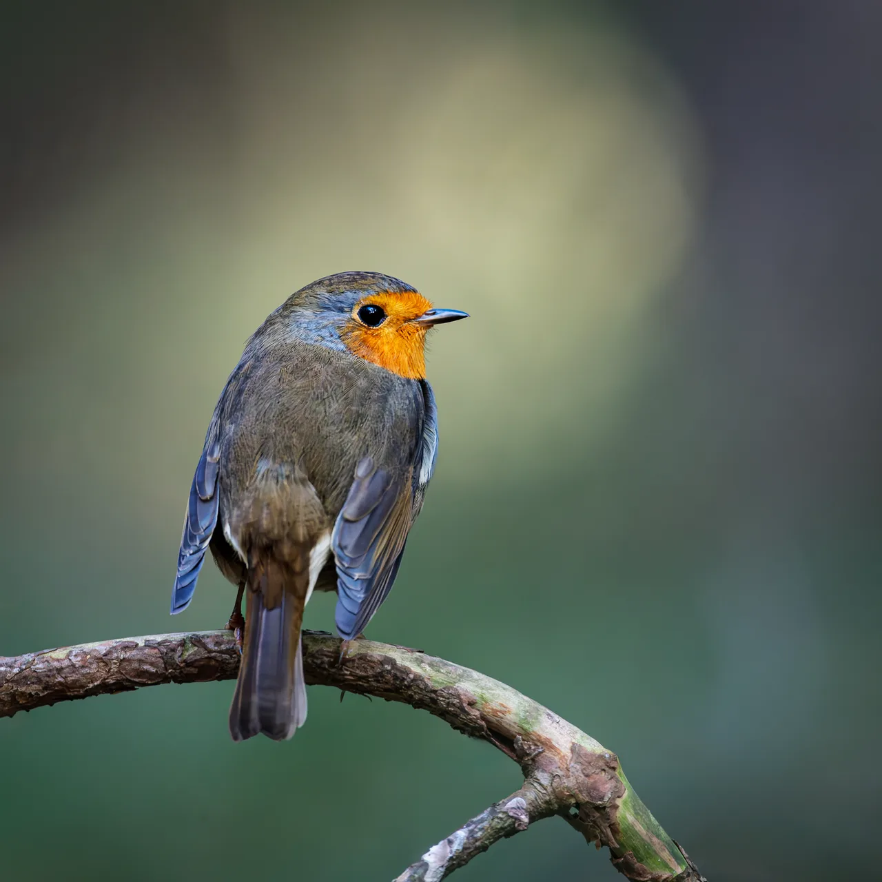 European Robin 3